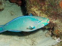 Queen Parrotfish 1